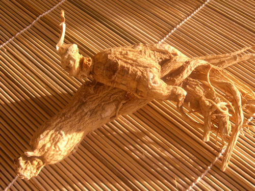 Radix Ginseng (lat.), Renshen (Pinyin), Ginsengwurzel