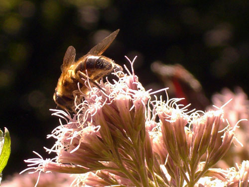 Honigbiene findet den Nektar