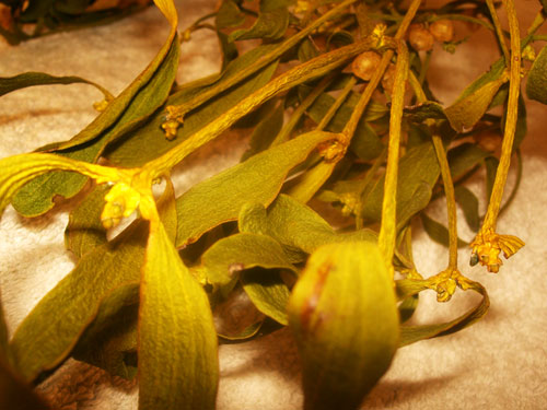 Viscum albun (lat.), weißbeerige Mistel Viscum albun (lat.), weißbeerige Mistel